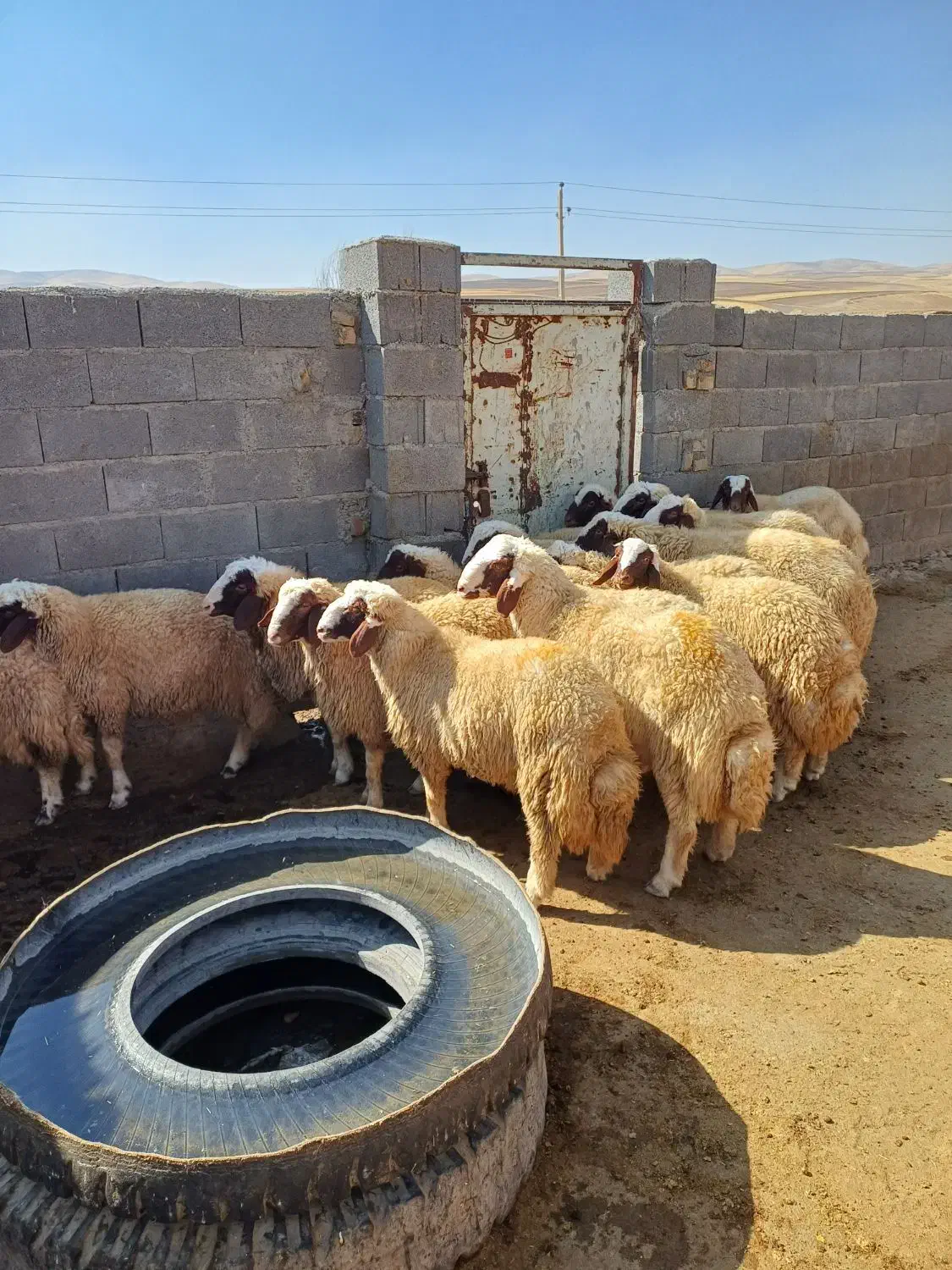 کاور ورن. بره قوچ.|حیوانات مزرعه|کوزران, |دیوار