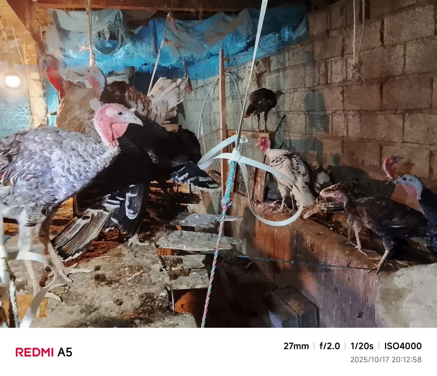 بوقلمون|حیوانات مزرعه|لنگرود, |دیوار