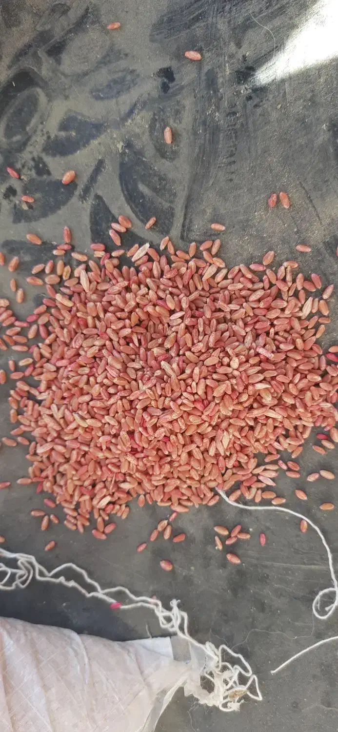 گندم پیشگام|خدمات باغبانی و درختکاری|شیروان (خراسان), |دیوار