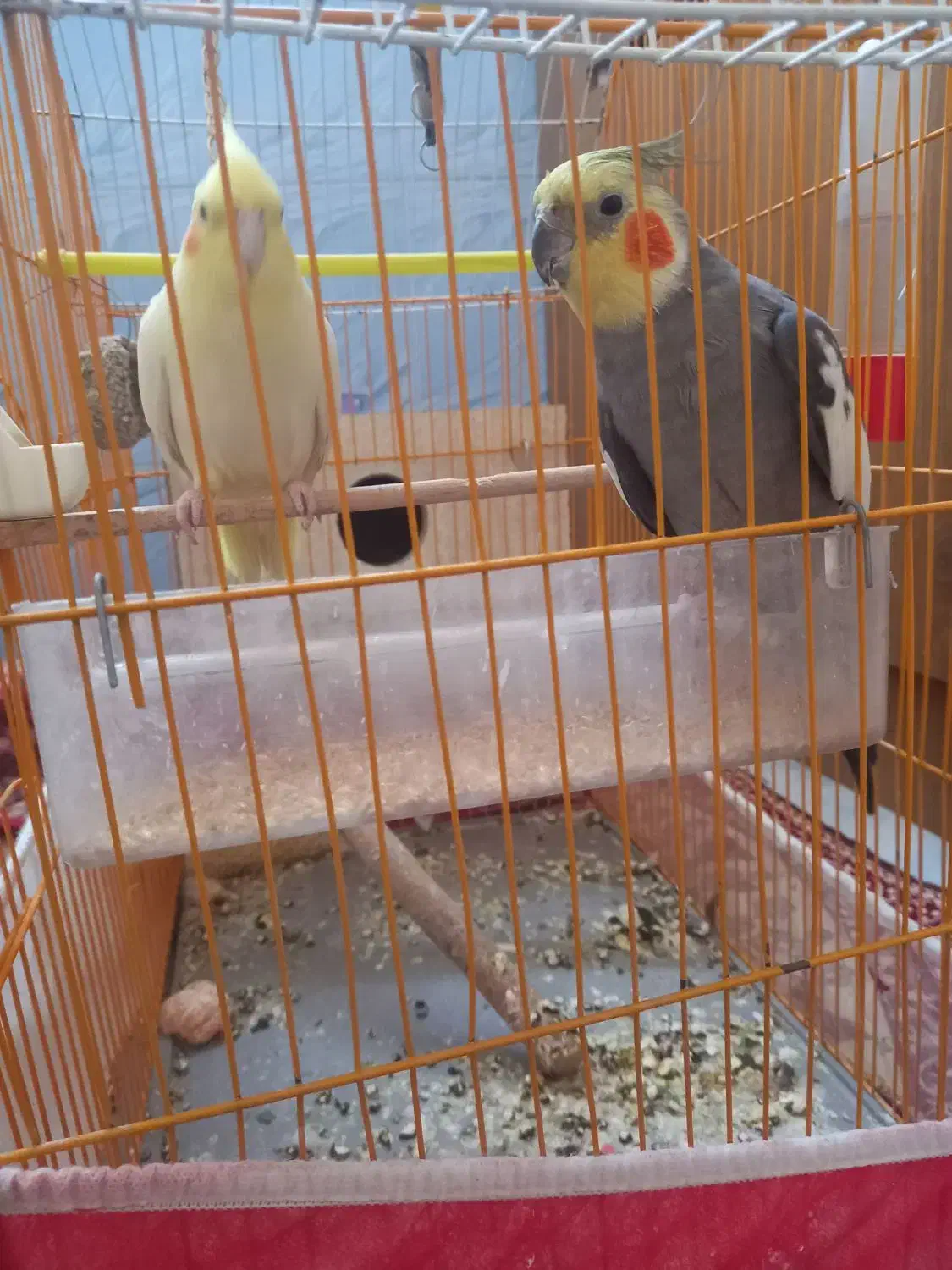 یک جفت عروس|پرنده|باسمنج, |دیوار