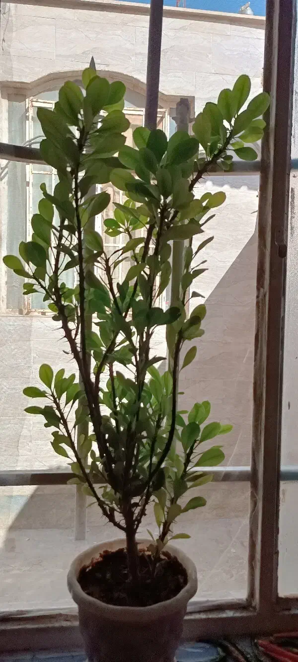 گل وگیاه|گل و گیاه طبیعی|کرج, آق تپه|دیوار