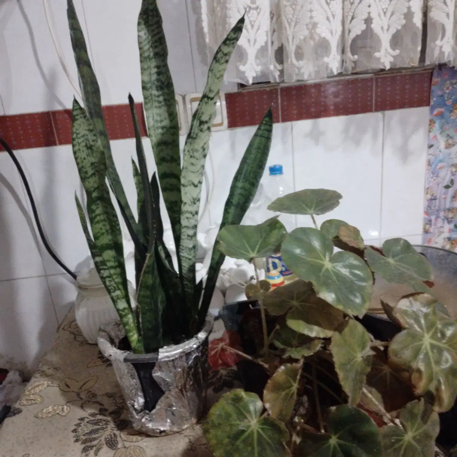 گل سانسوریای پوست ماری|گل و گیاه طبیعی|لنگرود, |دیوار