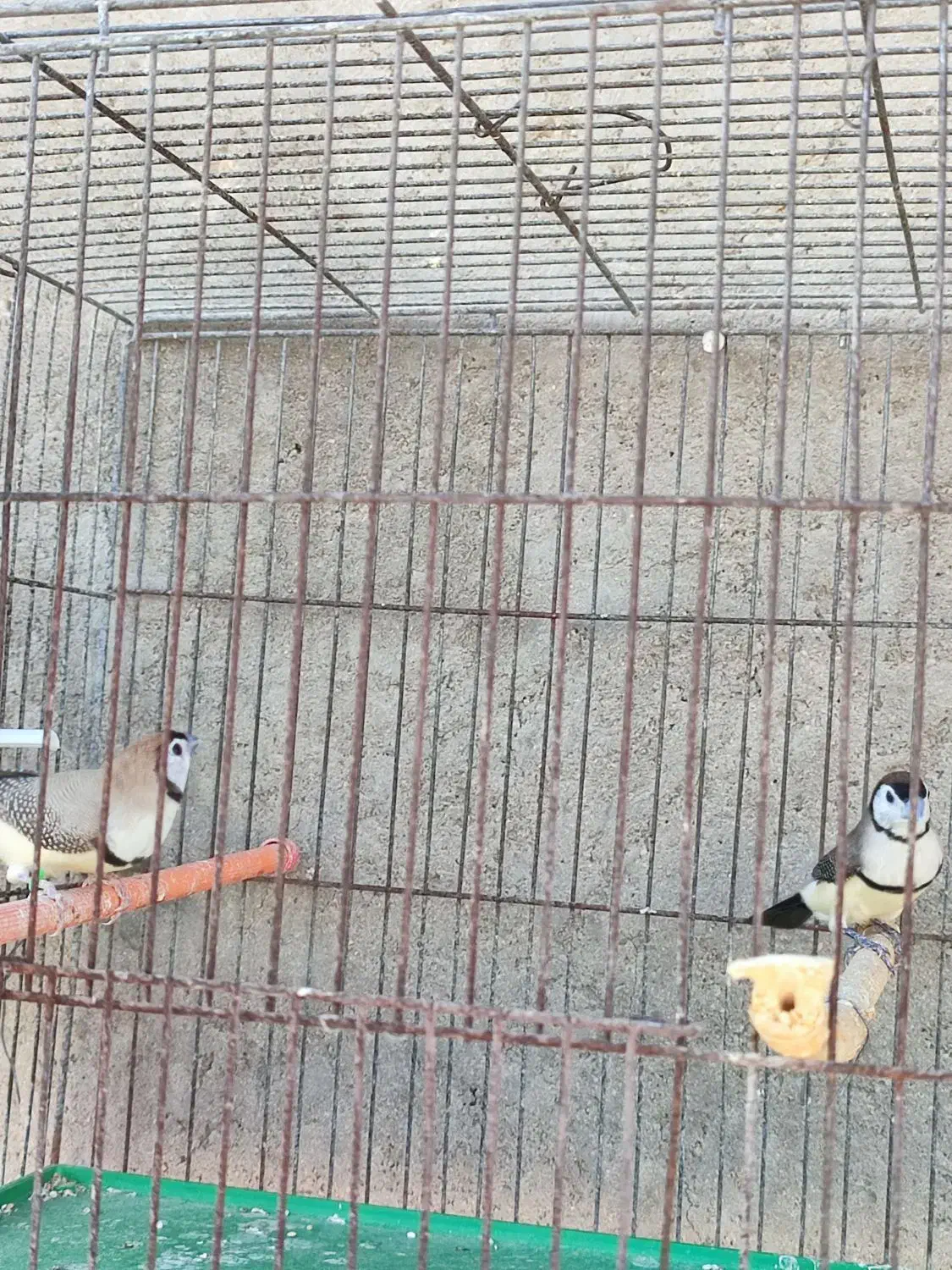 فنچ جغدی قیمت جفت ۲۵۰۰|پرنده|لامرد, |دیوار