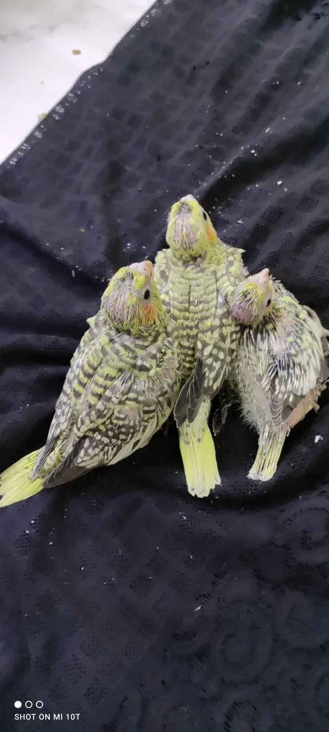 جوجه عروس هلندی مرواریدی زعفرونی|پرنده|شیراز, کرونی(خاتونک)|دیوار