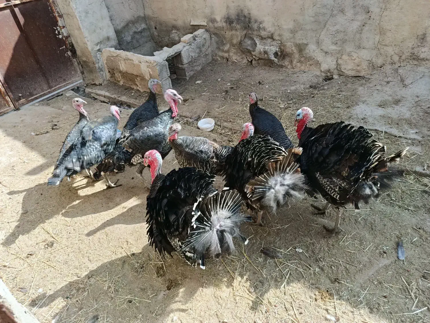 بوقلمون نر|حیوانات مزرعه|مرودشت, محمد آباد|دیوار