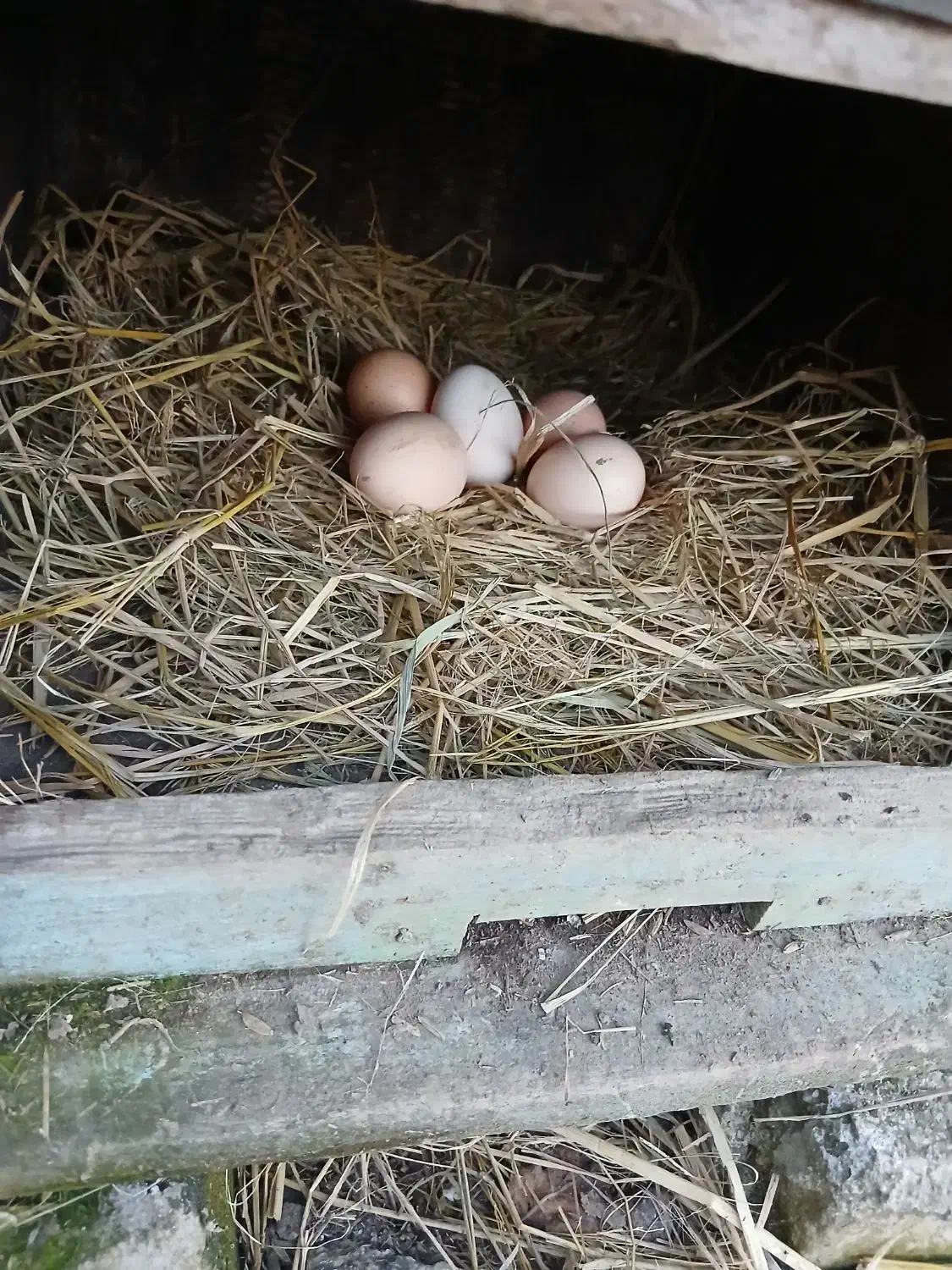 تخم مرغ|خوردنی و آشامیدنی|لاهیجان, بازکیاگوراب|دیوار