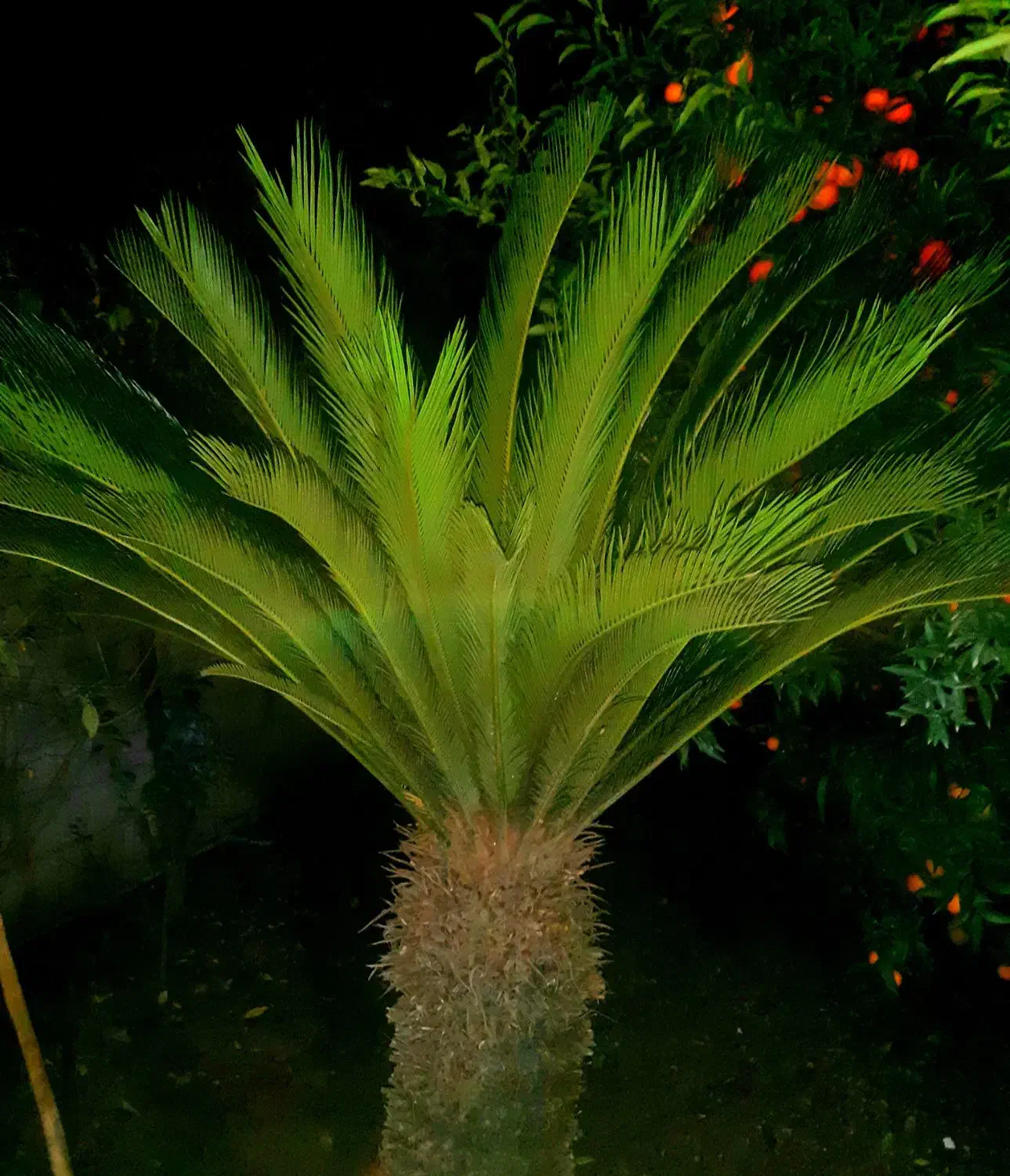 نخل بیست ساله سیکاس|گل و گیاه طبیعی|بهنمیر, |دیوار