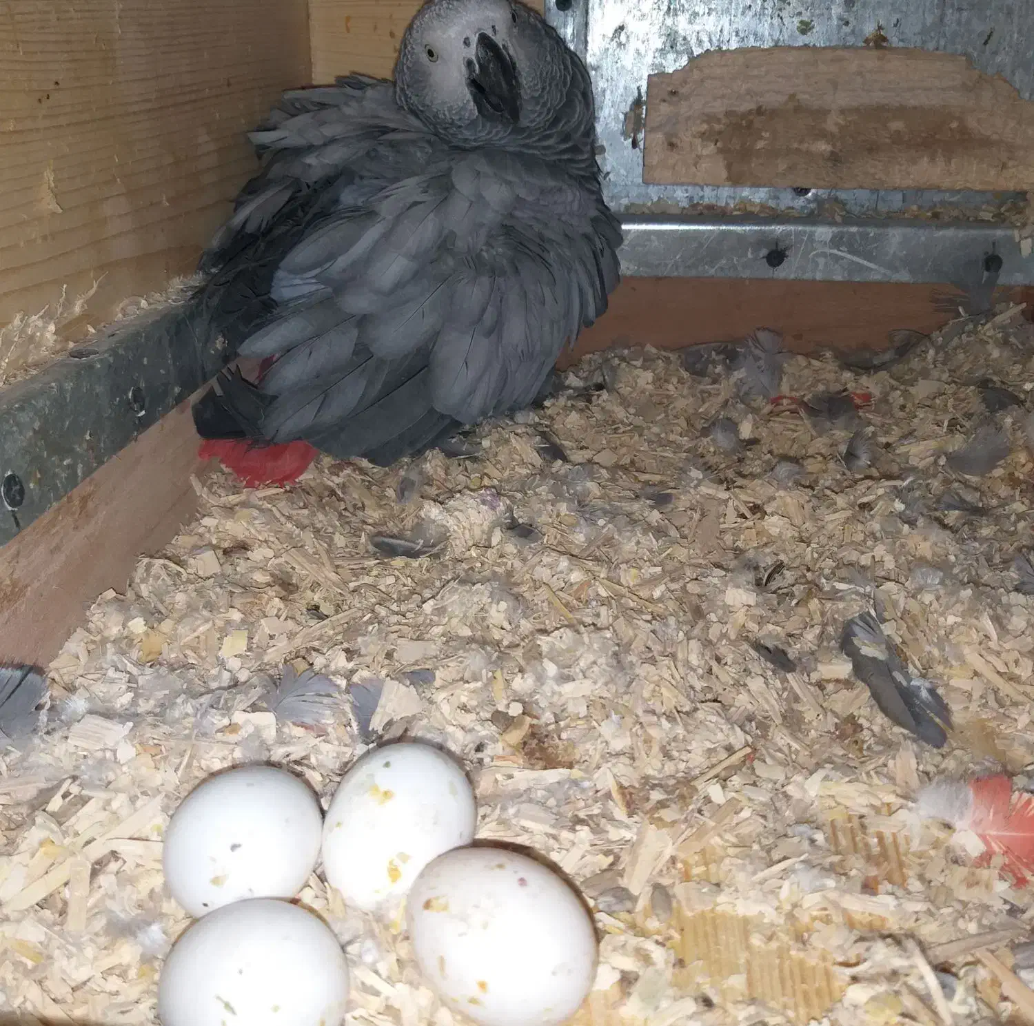 کاسکو جفت مولد کارداده کینگ سایز|پرنده|تهران, مسعودیه|دیوار