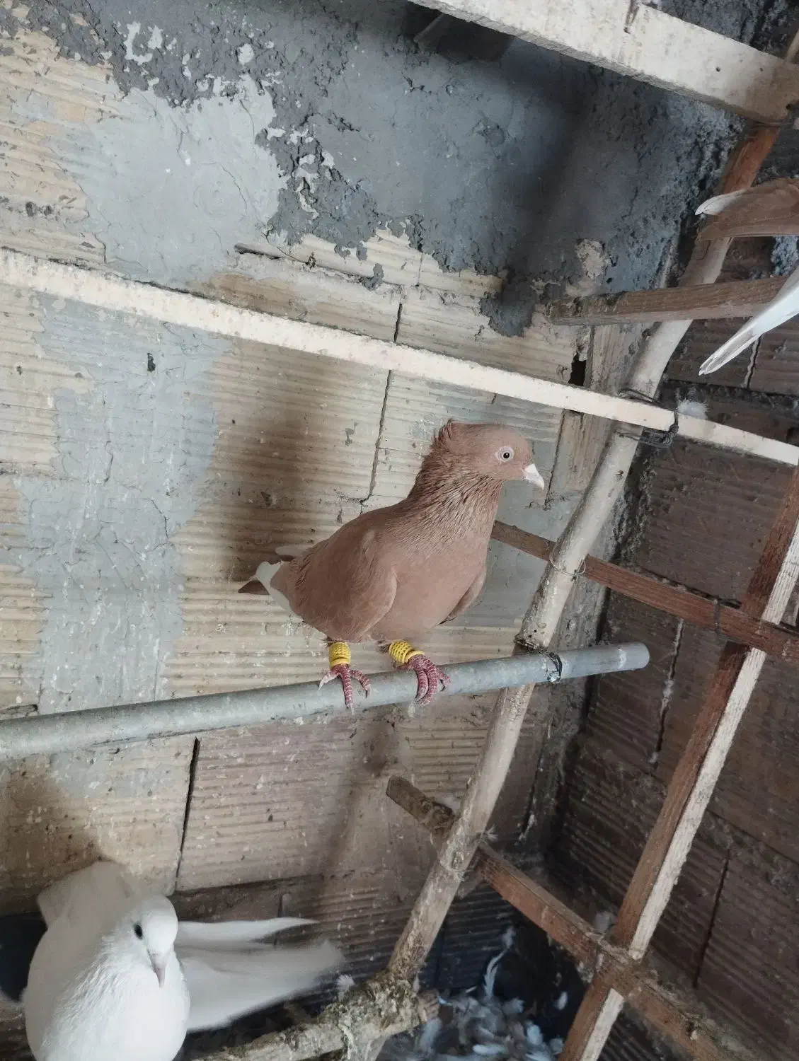 قارا|پرنده|محمدیه-قزوین, |دیوار