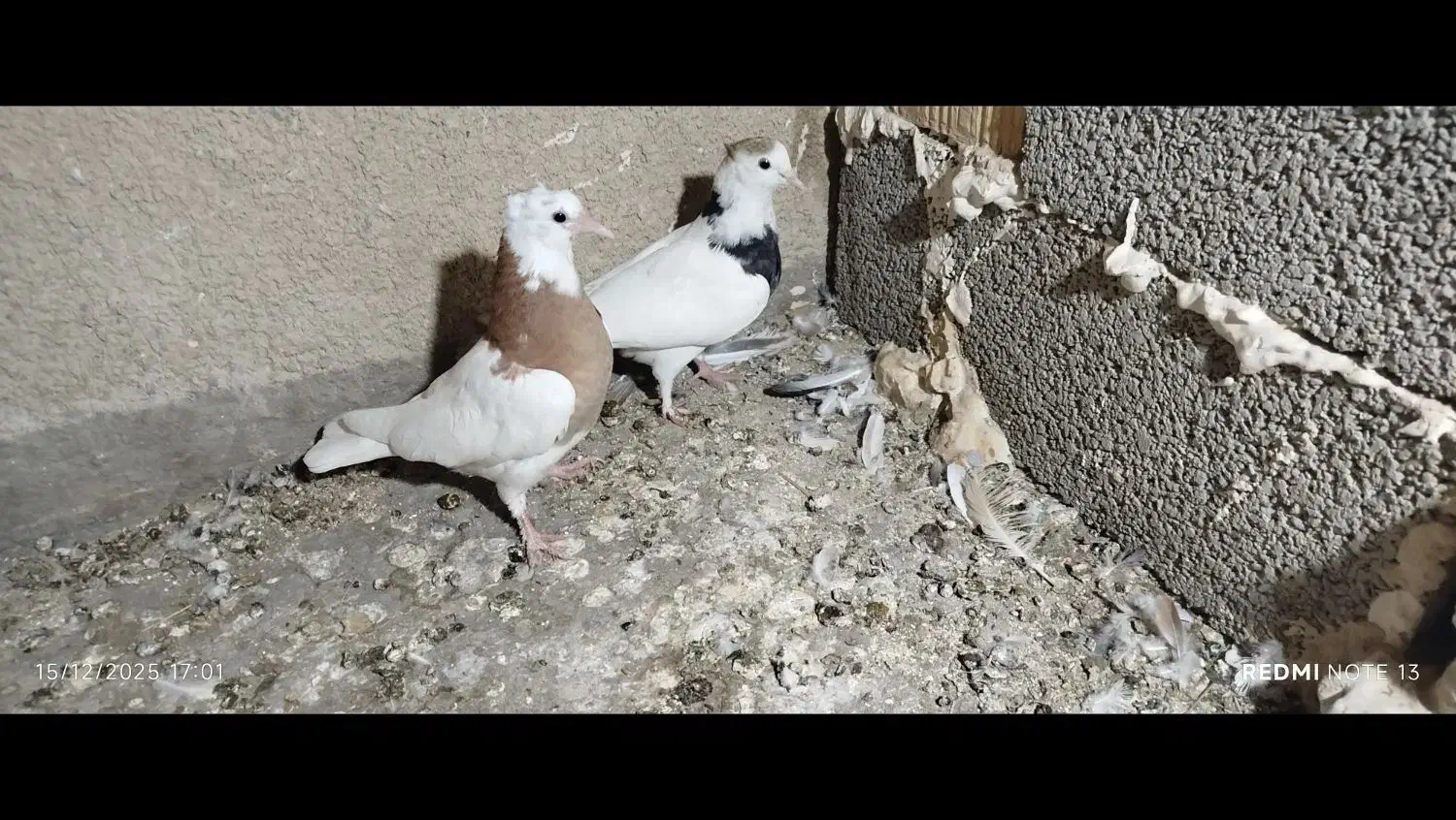 جفت طوقی کاکل معاوظه|پرنده|سراوان, |دیوار