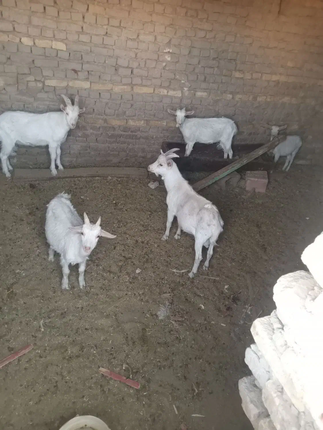 بزسانن|حیوانات مزرعه|زاوه, |دیوار