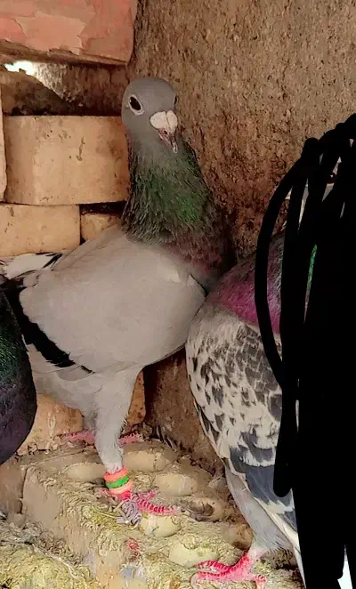 کبوتر|پرنده|کرباسک, |دیوار