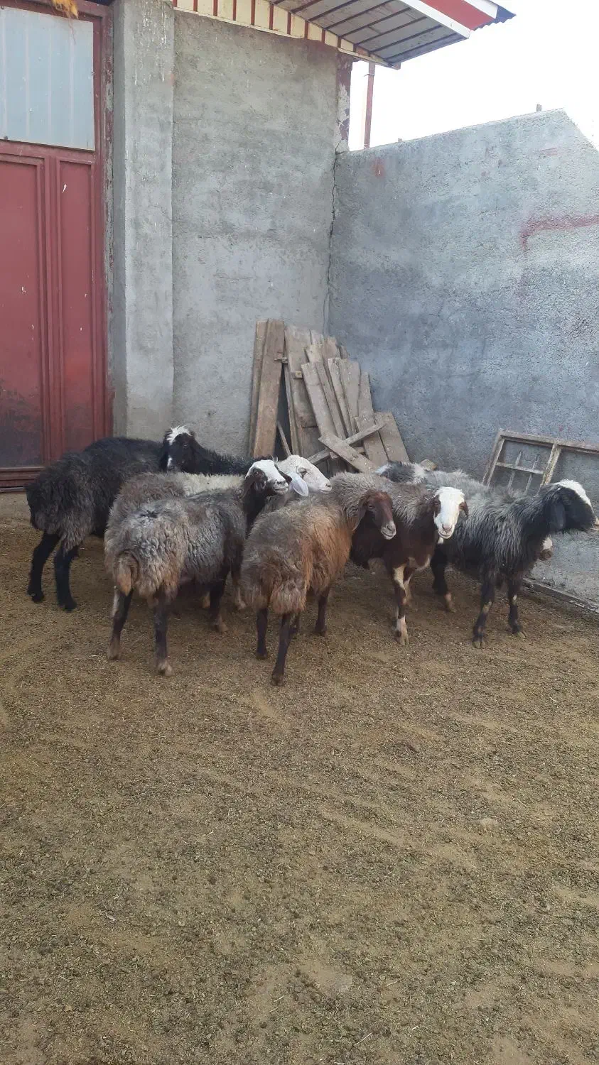 ۸تا میش جوان و سنگین|حیوانات مزرعه|بروجرد, |دیوار