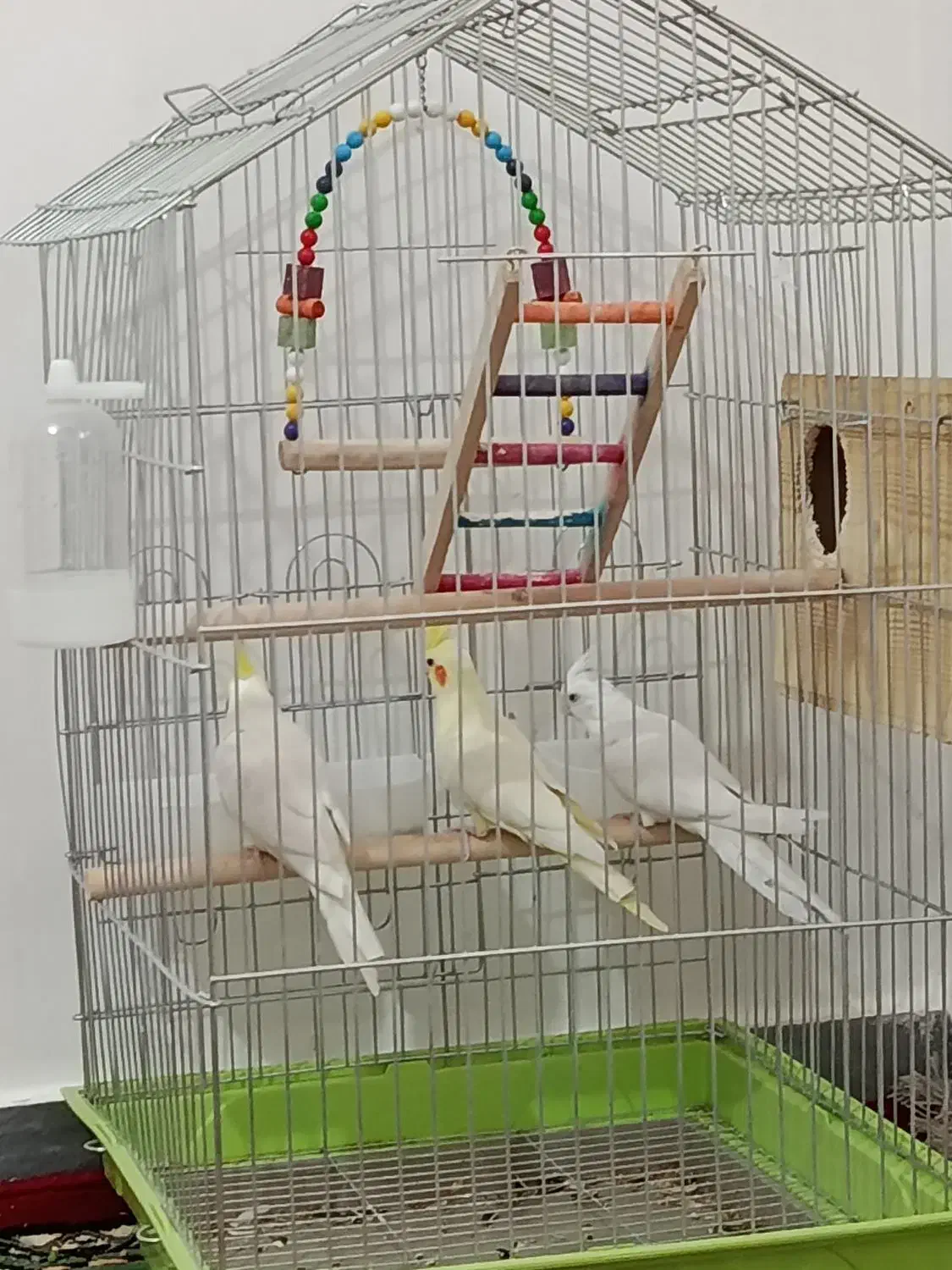 عروس هلندی|پرنده|نورآباد ممسنی, |دیوار