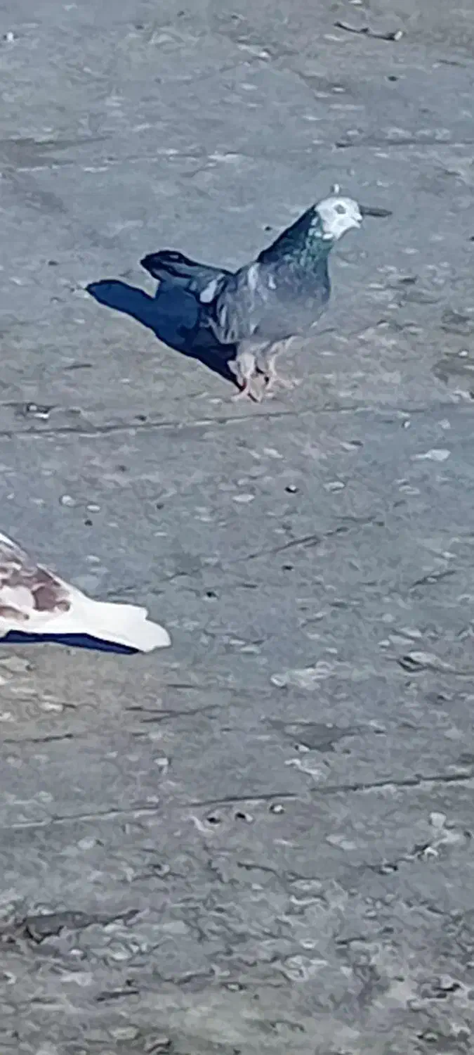 باماده طوقی زنم|پرنده|فارسان, |دیوار