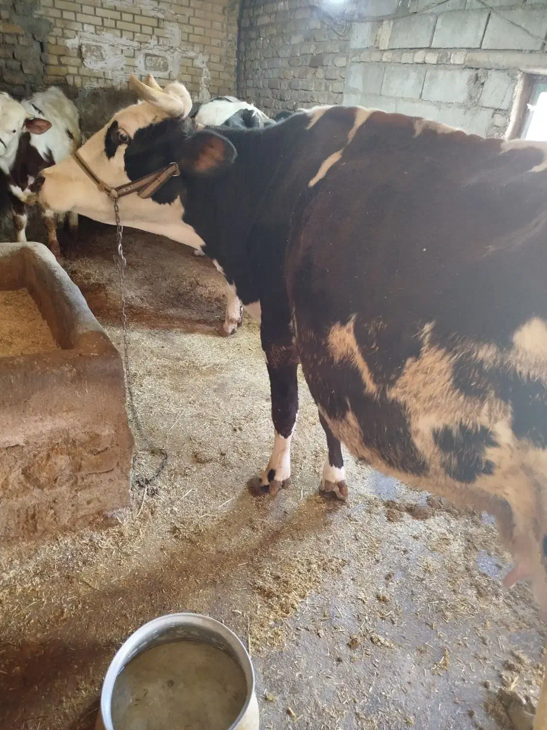 گاو|حیوانات مزرعه|نورآباد, |دیوار