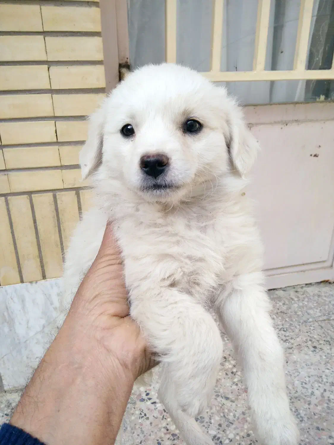 واگذاری سگ|سگ|سامان, |دیوار