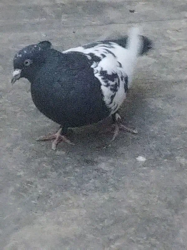 کفتر|حیوانات|نیشابور, شهید بهشتی|دیوار