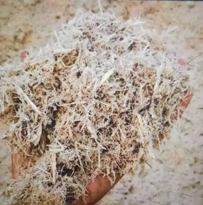 کاه باگاس|حیوانات مزرعه|رشت, حومه رشت|دیوار