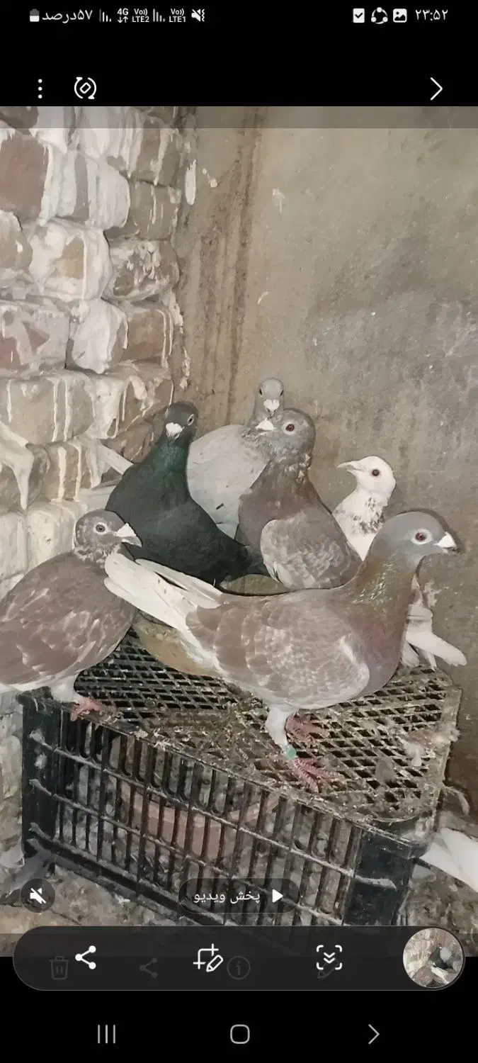 کبوتر|پرنده|گنبد کاووس, |دیوار