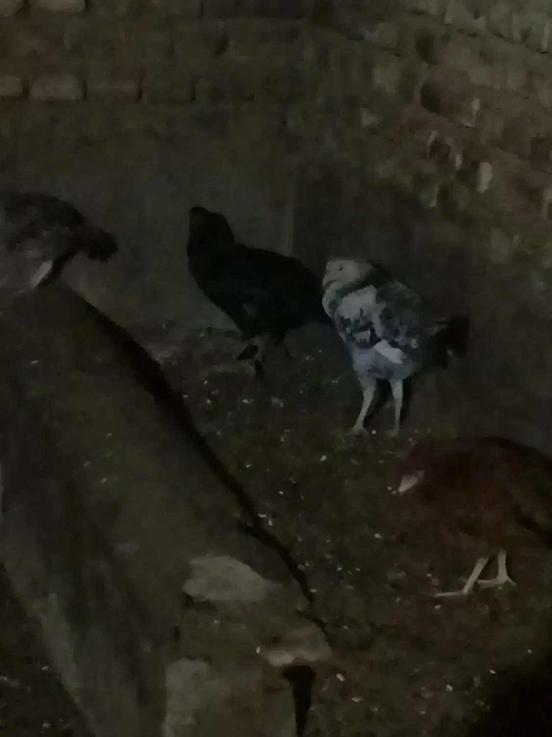 جوجه محلی|حیوانات مزرعه|گرگان, |دیوار