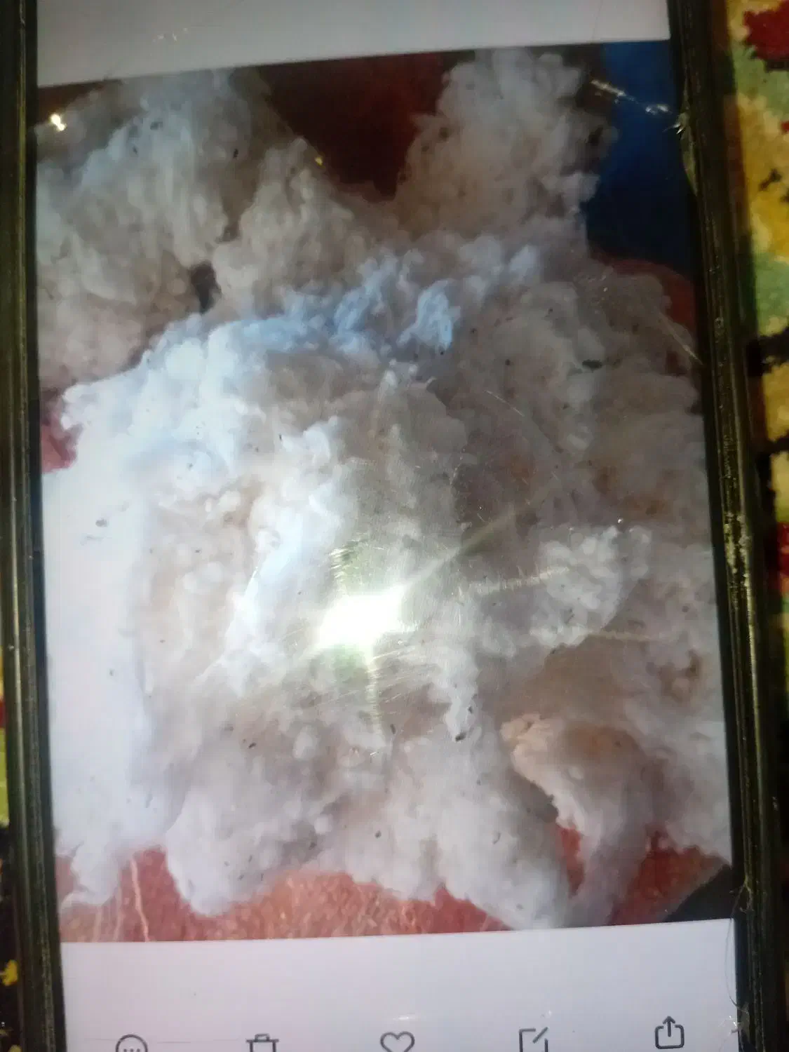 پنبه بالشتی وتشک|رختخواب، بالش، پتو|بجنورد, |دیوار