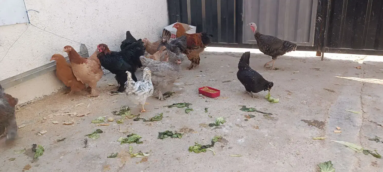 مرغ و خروس|حیوانات مزرعه|پاکدشت, پاکدشت (مامازند)|دیوار