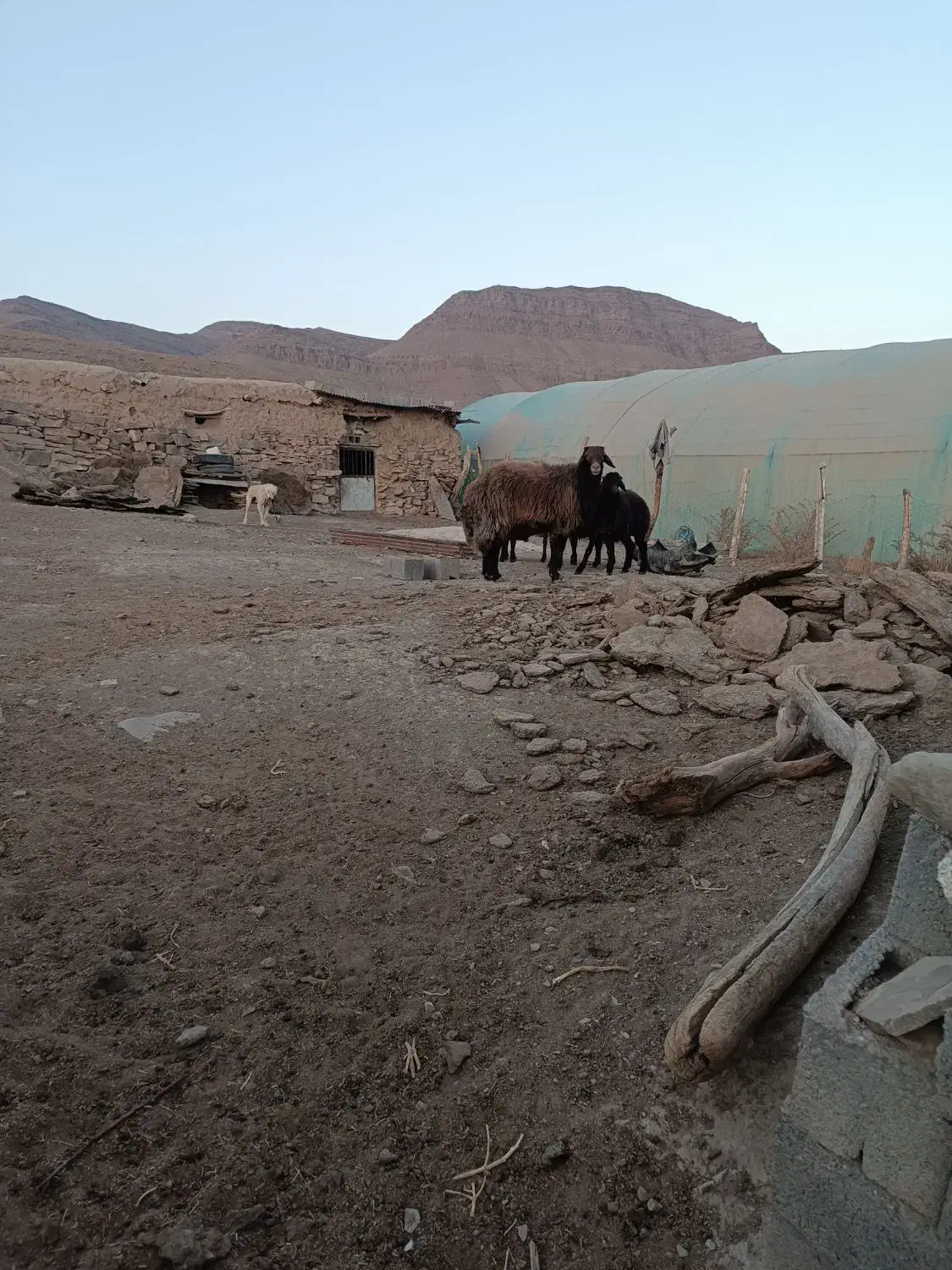 قوچ افشار|حیوانات مزرعه|تربت جام, جلگه موسی آباد|دیوار