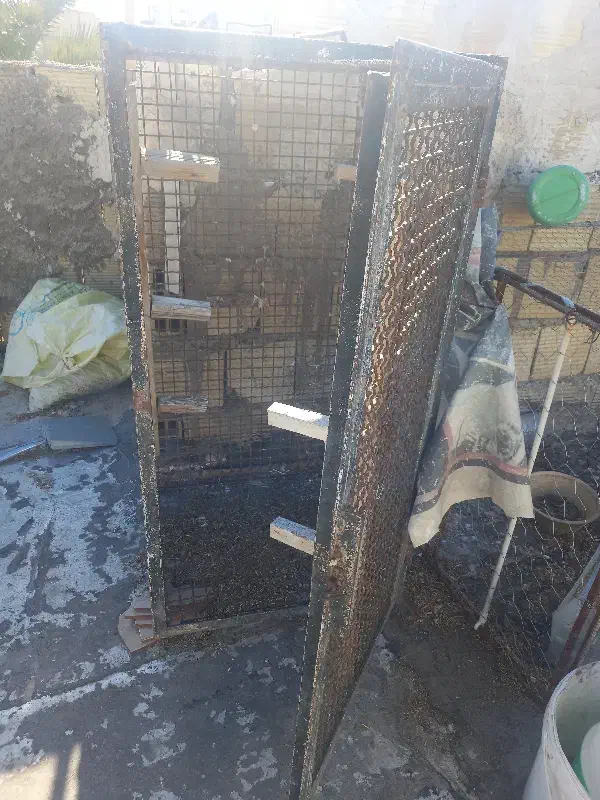 جفتگاه کفتر کبوتر|پرنده|شیراز, کوشک میدان|دیوار