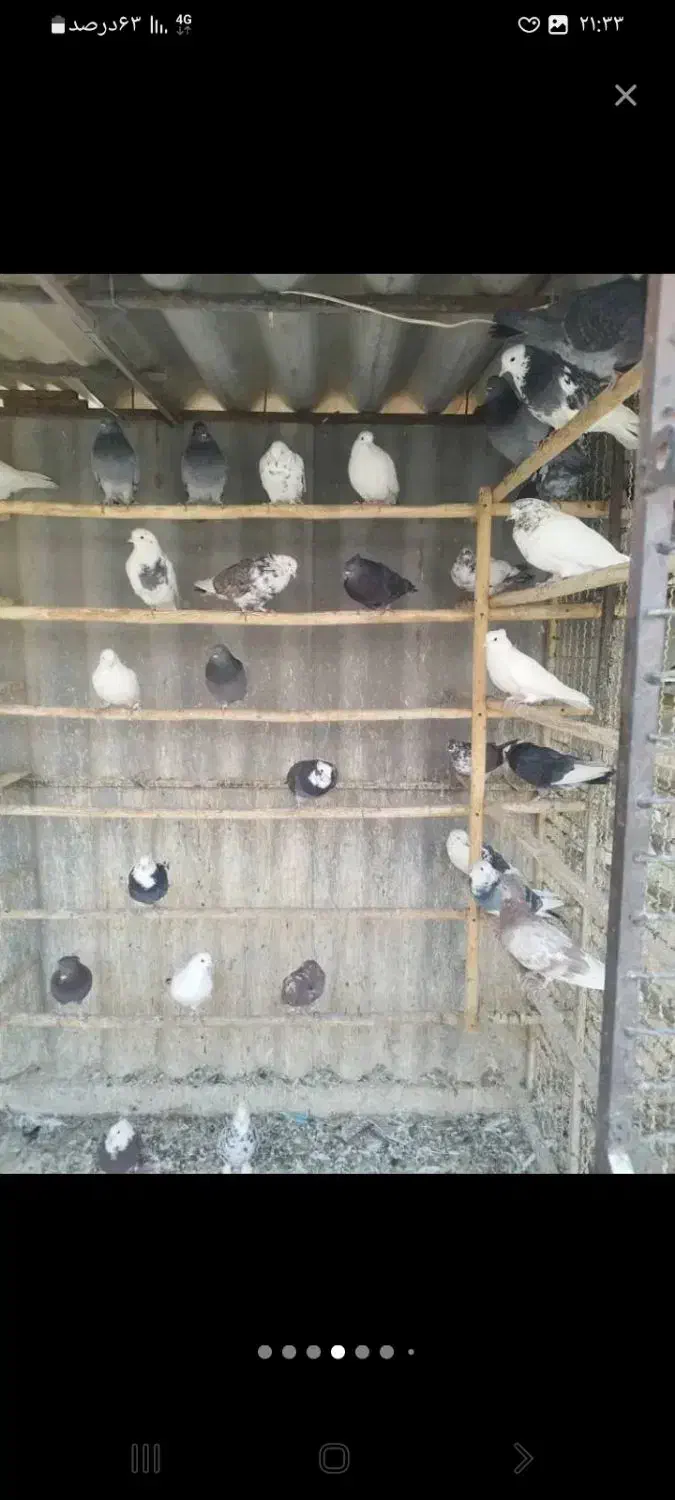 کبوتر|پرنده|کوهدشت, |دیوار