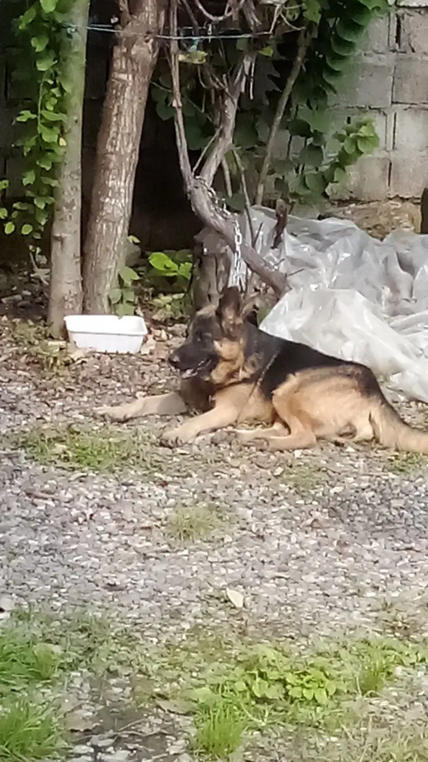 ژرمن ماده واگذاری|سگ|سنگر, |دیوار