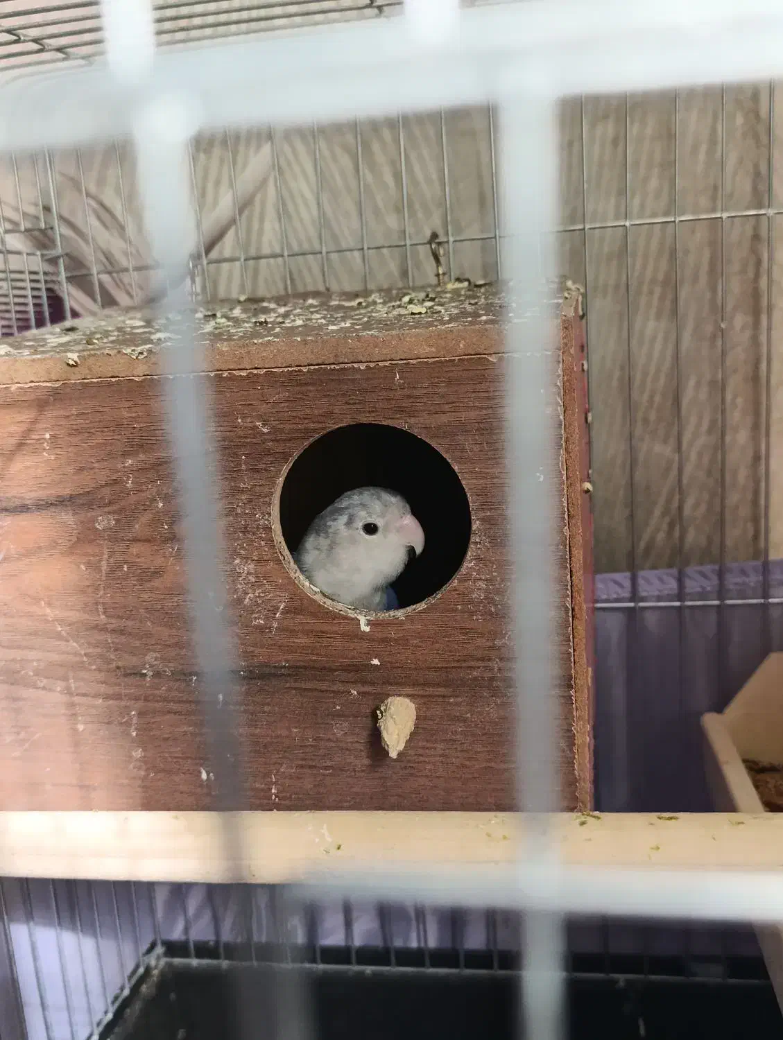 طوطی برزیلی بنفش|پرنده|تهران, دستغیب|دیوار