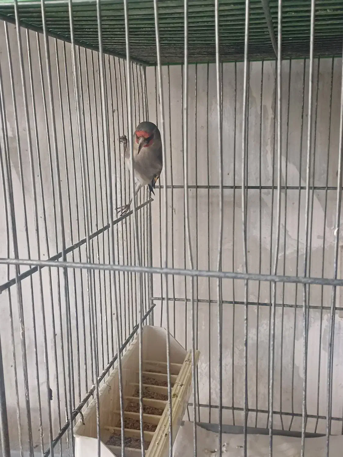 ماده سهره رام معاوضه با قناری|پرنده|کرمان, |دیوار