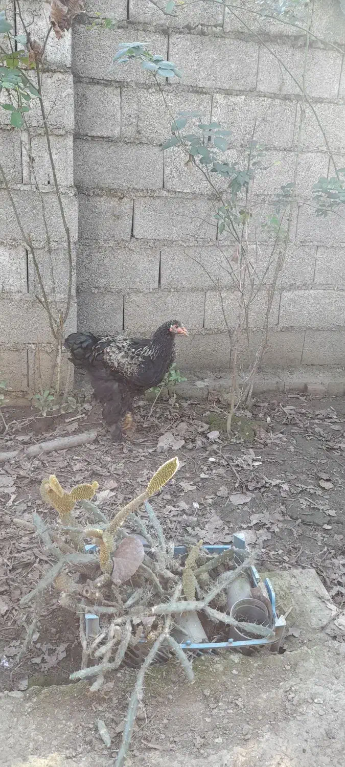 نیمچه خروس برهما|حیوانات مزرعه|طاهرگوراب, |دیوار