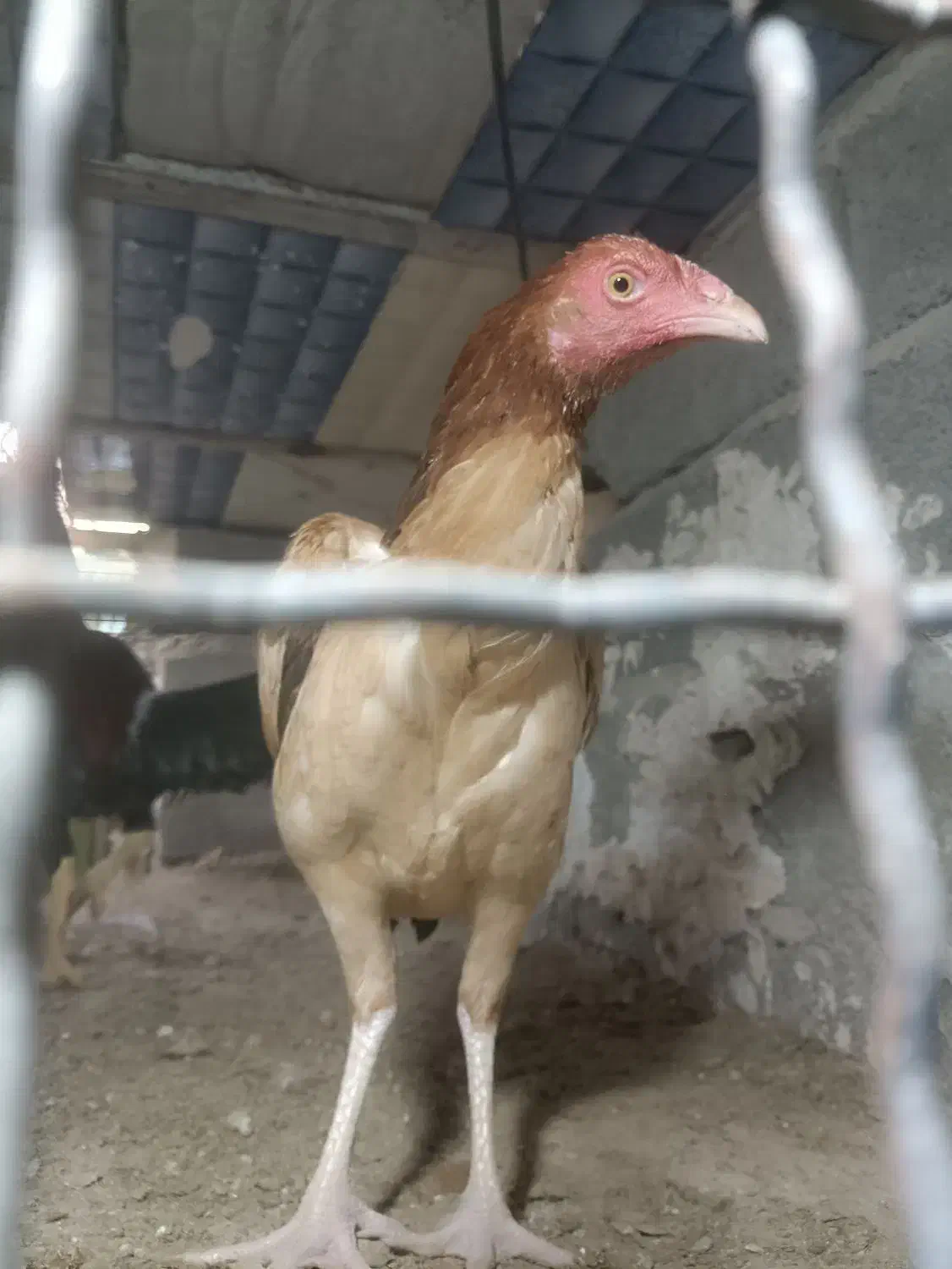 مرغ خروس|حیوانات مزرعه|سراوان, |دیوار