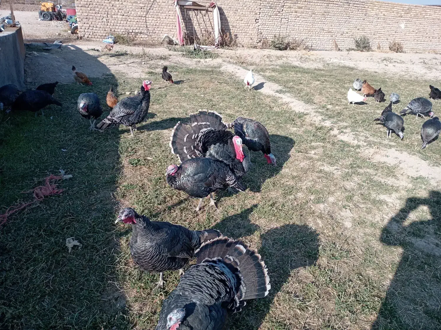 بوقلمون برنز|پرنده|دشتابی, |دیوار