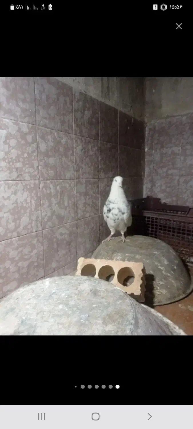 کبوتر ایسونم|پرنده|دهدشت, |دیوار