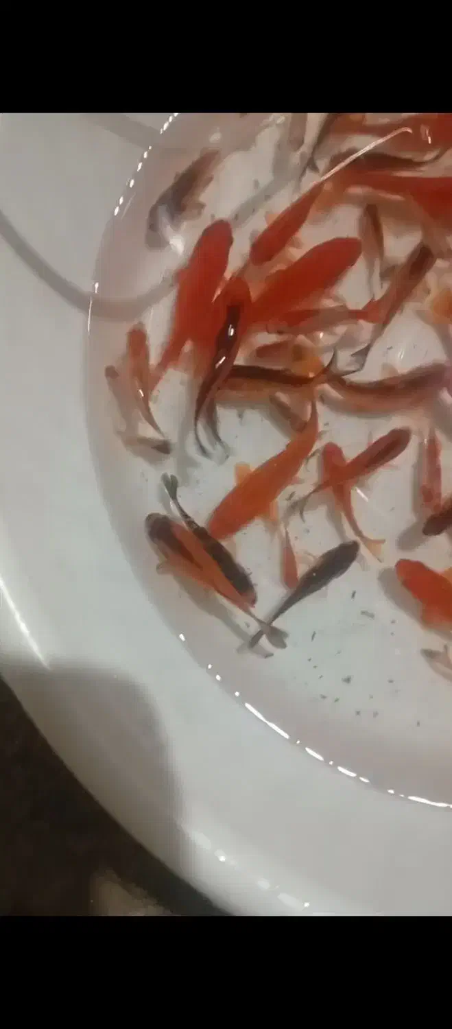 ماهی قرمز گلفیش کوی|ماهی|تهران, هلال احمر|دیوار