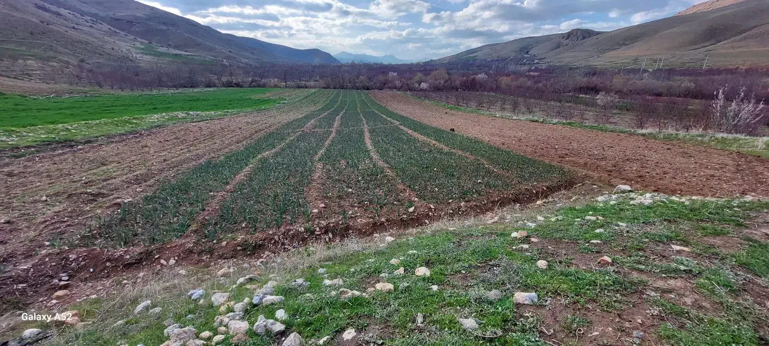 اجاره ۱ هکتار ونیم زمین کشاورزی لولهکشی باآب چشمه|اجارهٔ دفتر صنعتی، کشاورزی، تجاری|دینور, |دیوار