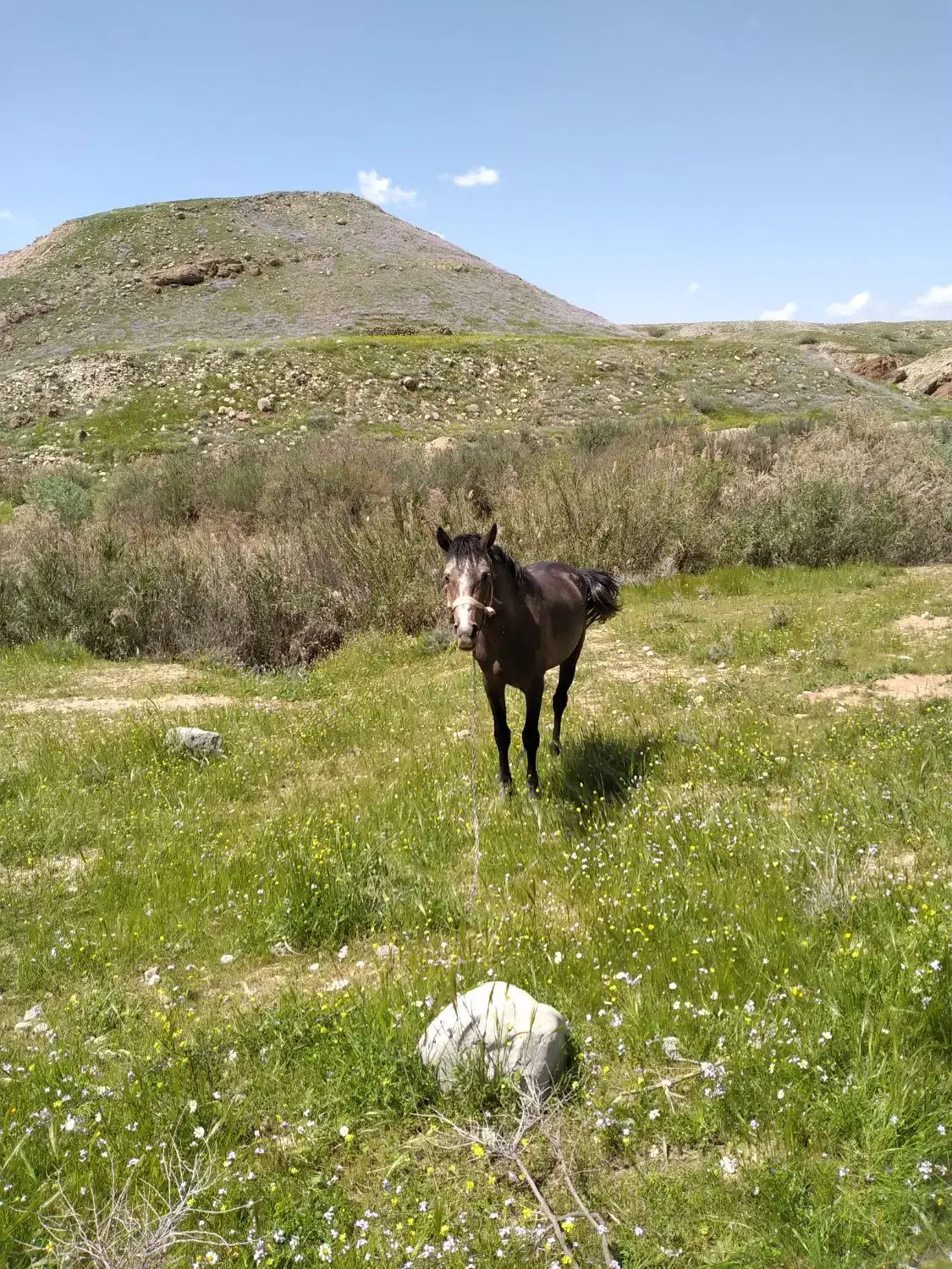 اسب|اسب و تجهیزات اسب‌سواری|صالح آباد (ایلام), |دیوار