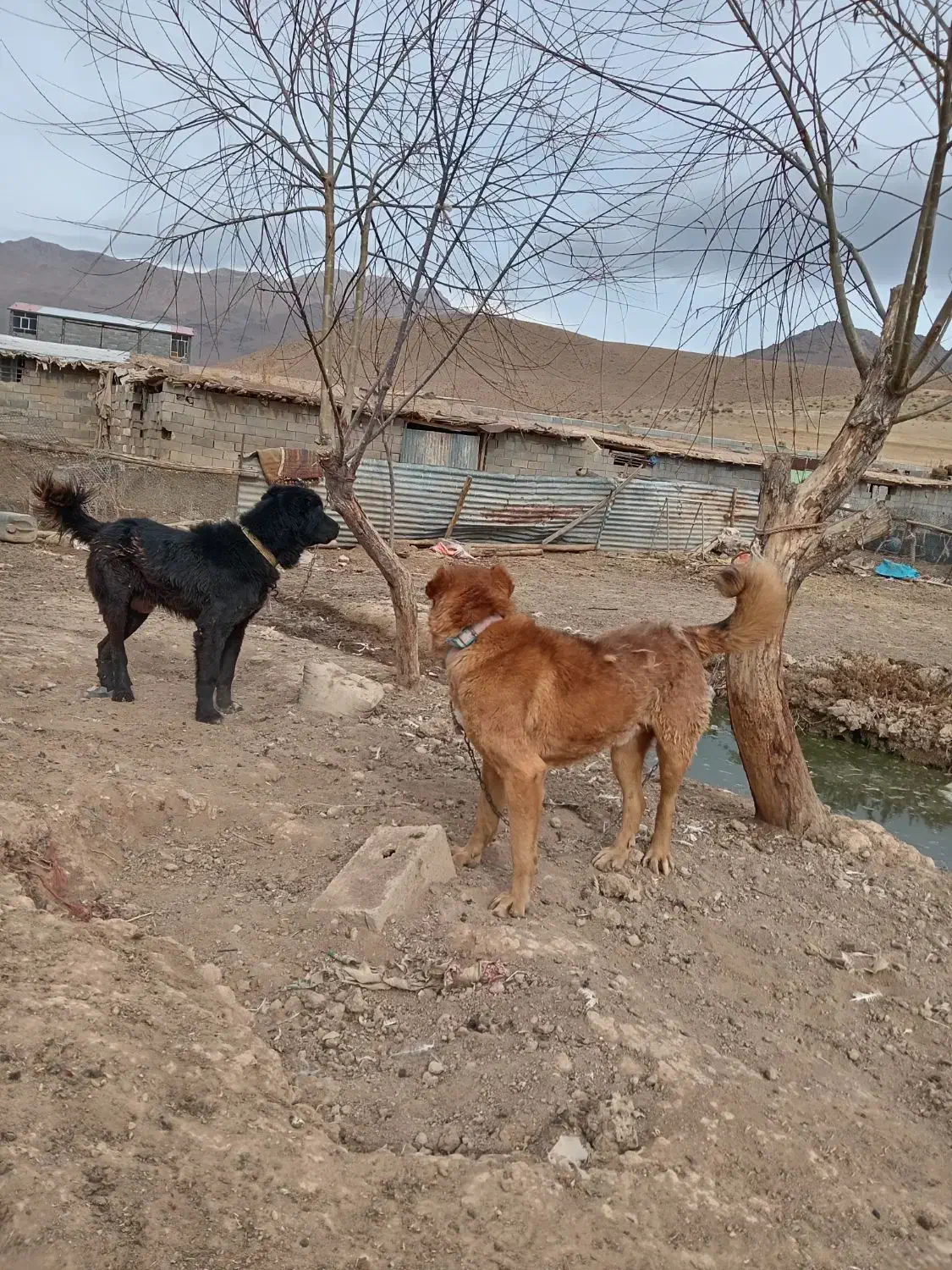 واگزاری سگ قدرجانی|سگ|کیار, |دیوار