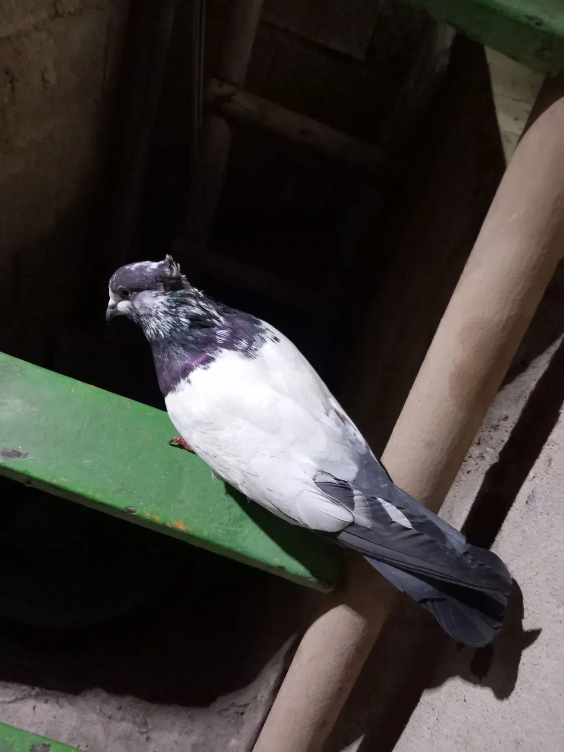 گرفتنی|پرنده|اندیمشک, |دیوار