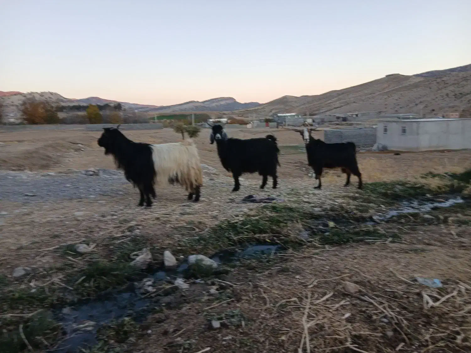 بزغاله|حیوانات مزرعه|ملکشاهی, |دیوار