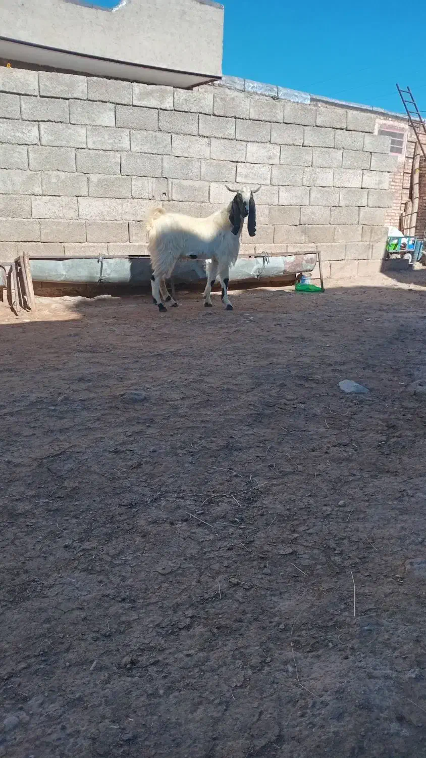 ممنونم از کار کنان عوامل دیوار|حیوانات مزرعه|اهر, |دیوار