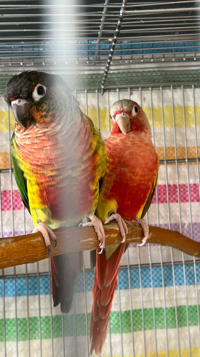 گرینچیک|پرنده|بجنورد, |دیوار