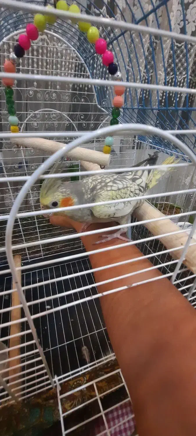 عروس هلندی شیطون بامزه|پرنده|تهران, حر|دیوار