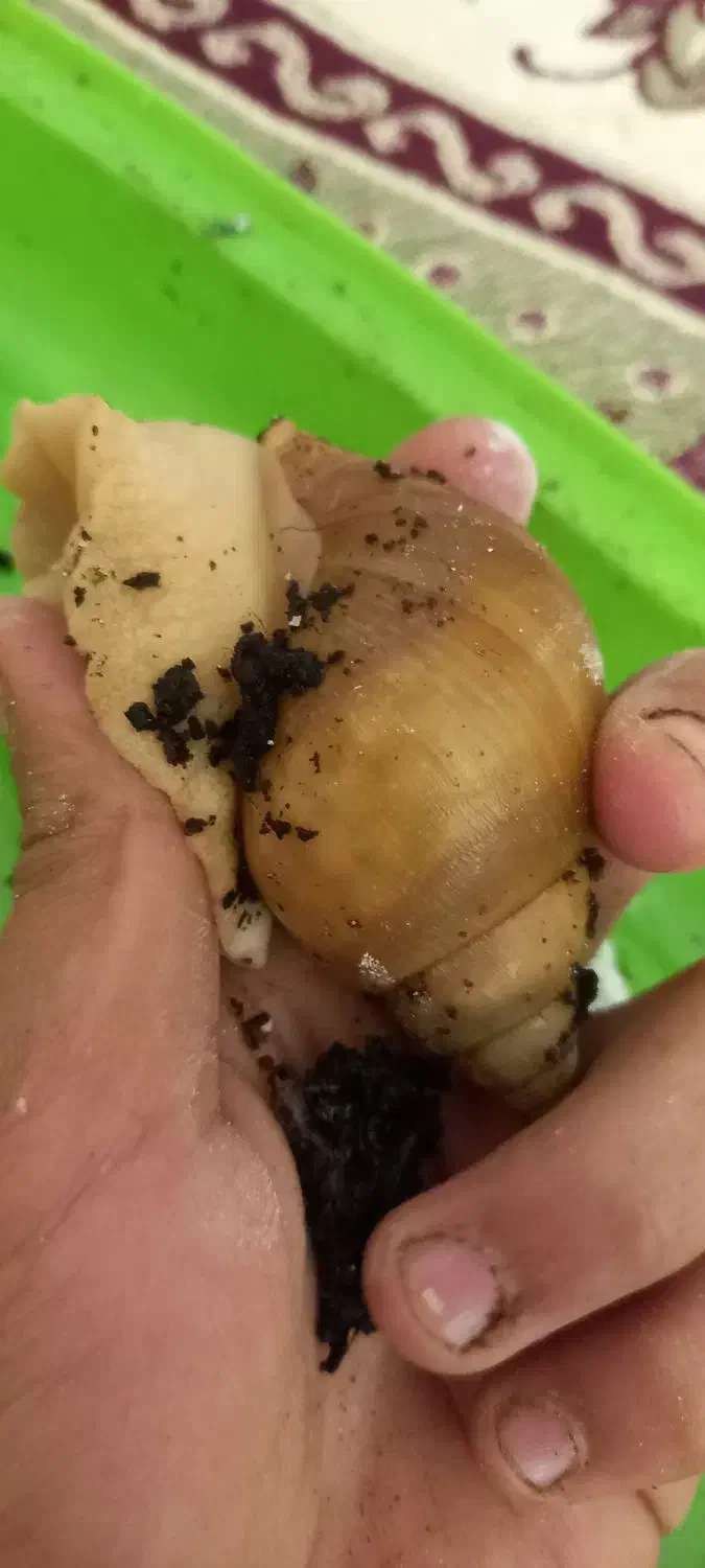 حلزون البینو و اچاتینا|خزنده|شیراز, بریجستون|دیوار