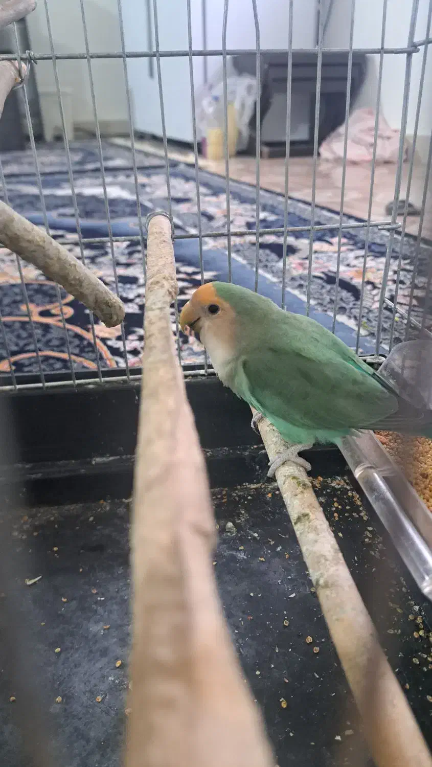 طوطی برزیلی|پرنده|اهواز, شهرک حفاری|دیوار