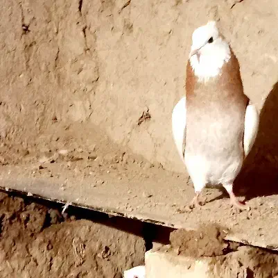 پرنده توق|پرنده|بیستون, |دیوار