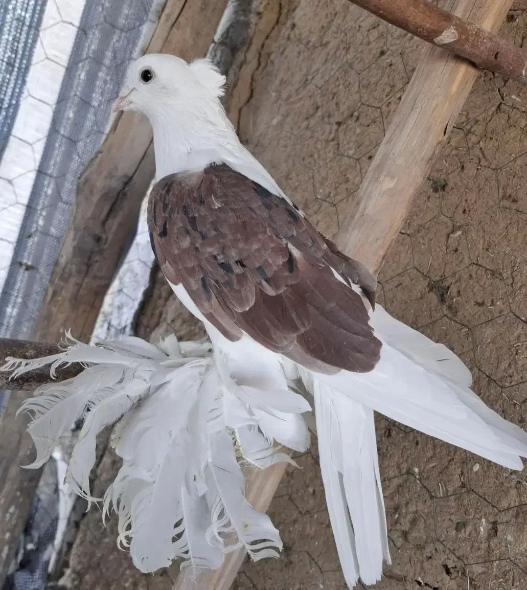 کبوتر پاپر|پرنده|لالجین, |دیوار